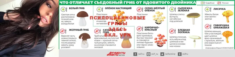 Псилоцибиновые грибы мицелий  цены   mega сайт  Котлас 